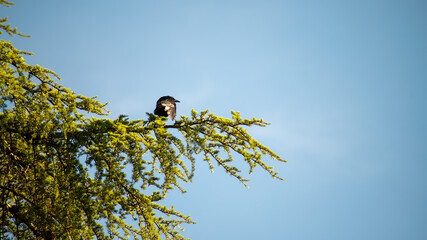 
Crow perched on top of a coniferous tree, the end of a spring day