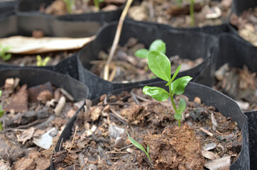 young plant growing in soil