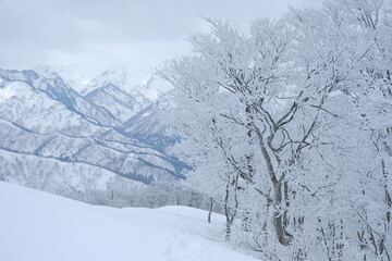Hoarfrost forest