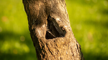 Fototapeta premium Close up of tree trunk with triangle shaped hole