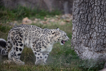 Naklejka na ściany i meble Snow leopard profile 