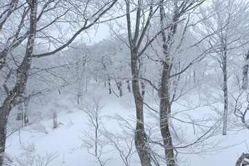 Hoarfrost forest