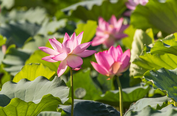 Fototapeta premium lotus flower blooming in summer pond with green leaves as background