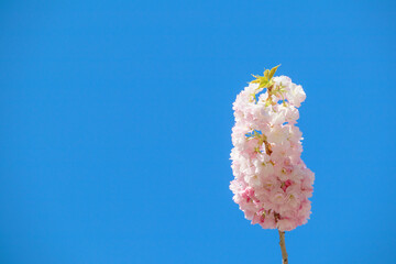 桜　空　素材