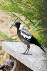 Juvenile wild Australian Magpie (Cracticus tibicen), South Australia