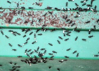 Small black ants moving eggs following nest disturbance, South Australia