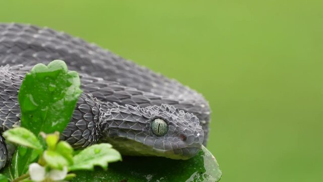 Variable Bush Viper Snake (Atheris squamigera) intently watching prey