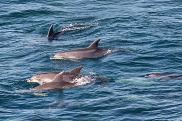 Fototapeta premium Common Dolphin pod of coast NSW Australia