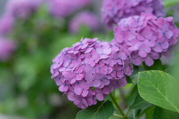 Fototapeta premium 紫陽花