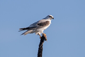 Black-shouldered Kite with mouse prey