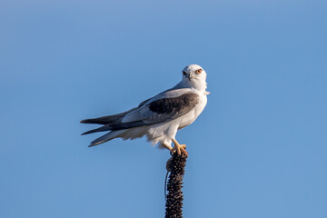 Black-shouldered Kite with mouse prey