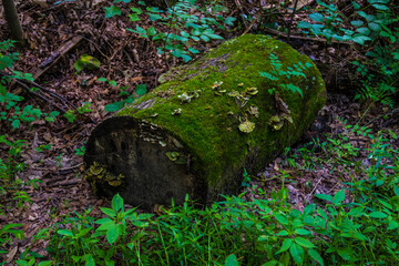 Nature along a 65 mile paved walking and hiking trail in north Georgia