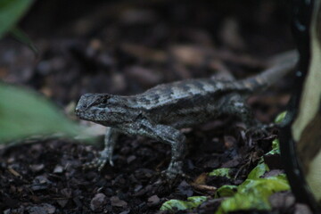 Lizard in garden bed