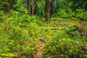 Foliage in front of a pond along a paved trail
