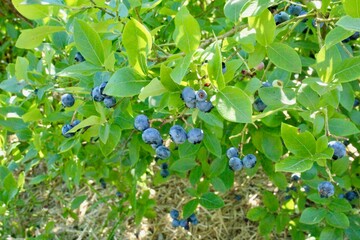 Blueberries