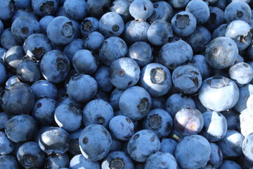 Bucket of Blueberries