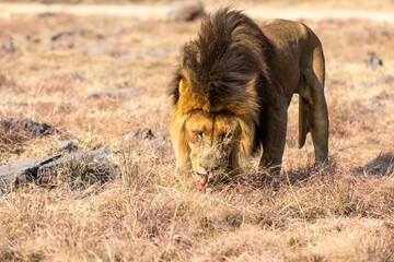 Male Lion Eating, South Africa.