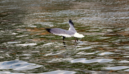A laughing gull drinking water while in flight.