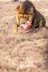 Male Lion Eating, South Africa.