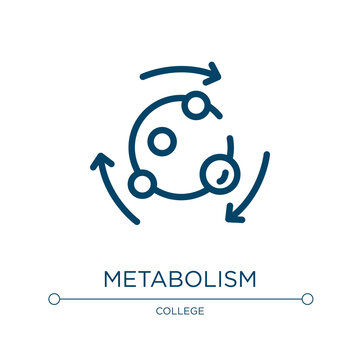 Metabolism icon. Linear vector illustration from biology collection. Outline metabolism icon vector. Thin line symbol for use on web and mobile apps, logo, print media.