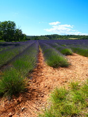 Champs de lavande à Valensole 