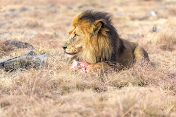 Male Lion Eating, South Africa.