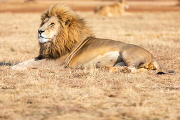 White male lion in South Africa. Amazing animal.
