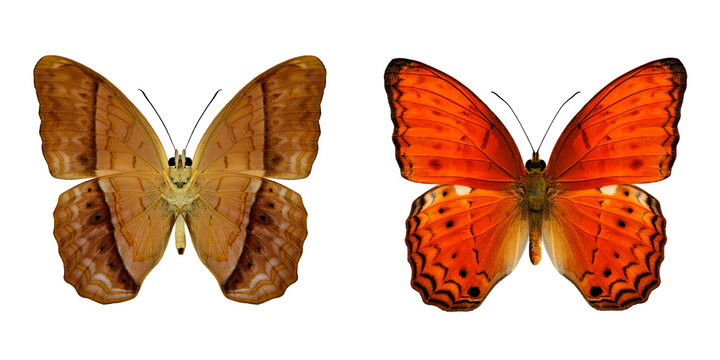 Common Yeoman Butterfly