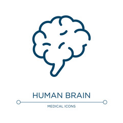 Human brain icon. Linear vector illustration from in the hospital collection. Outline human brain icon vector. Thin line symbol for use on web and mobile apps, logo, print media.