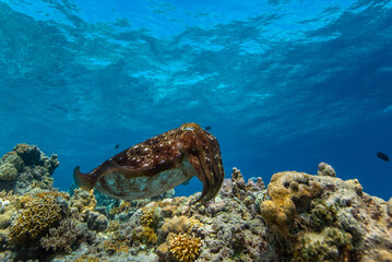 Cuttlefish on a colorful coral reef and the water surface in background