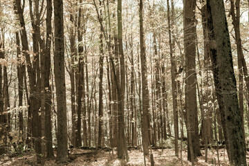 Sepia toned autumn forest scene on a trail in New England countryside, USA.