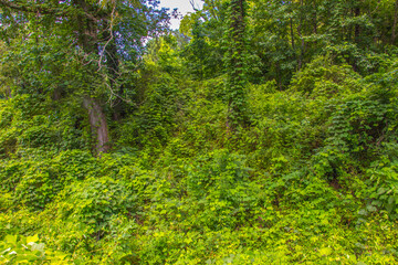 Nature along a 65 mile paved walking and hiking trail in north Georgia