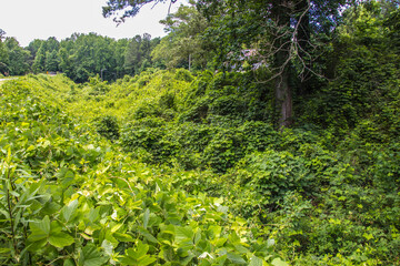 Nature along a 65 mile paved walking and hiking trail in north Georgia