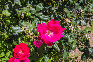 Nature along a 65 mile paved walking and hiking trail in north Georgia