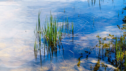 Grass reflecting on the surface of Pyramid Lake in Jasper National Park, Alberta, Canada