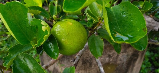 Lime on the tree