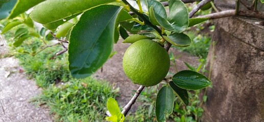 Lime on tree