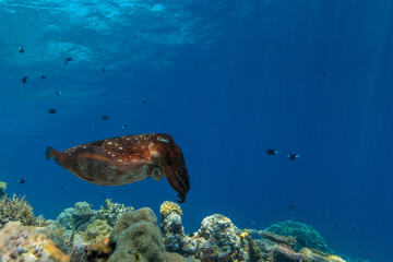 Obraz na płótnie Canvas Cuttlefish on a colorful coral reef and the water surface in background