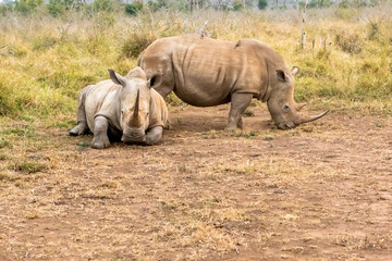 Fototapeta premium White rhinoceros or square-lipped rhinoceros is the largest extant species of rhinoceros.