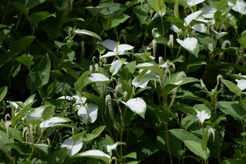 The Chinese lizard's tail (Saururus chinensis) is a It is a Saururaceae deciduous plant that grows...