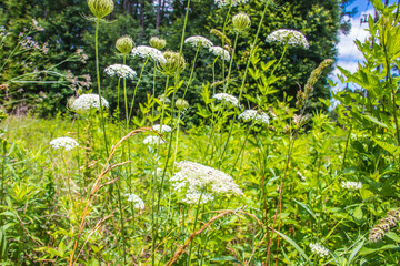 Obraz premium Nature along a 65 mile paved walking and hiking trail in north Georgia