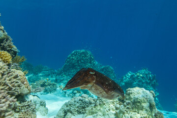 Cuttlefish on a colorful coral reef and the water surface in background