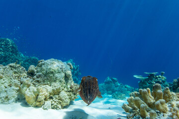 Cuttlefish on a colorful coral reef and the water surface in background