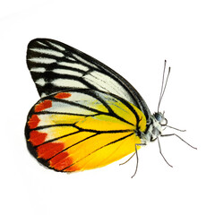 Painted Jezebel butterfly