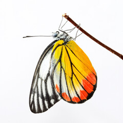 Fototapeta na wymiar Painted Jezebel butterfly