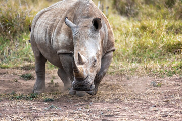 Obraz premium White rhinoceros or square-lipped rhinoceros is the largest extant species of rhinoceros.