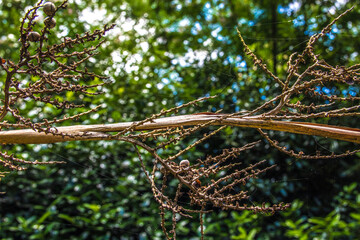 Nature along a 65 mile paved walking and hiking trail in north Georgia
