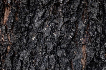 Pattern of dark, dry, old rough tree.