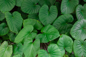 vine of colocasia leaves, green leaves.