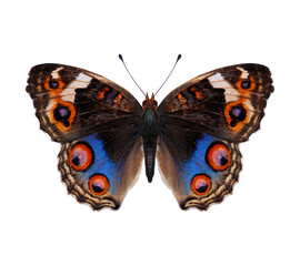 Obraz premium blue pansy butterfly